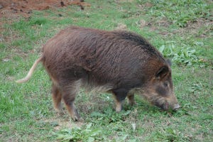 North Carolina launches feral swine trap loan program in five counties