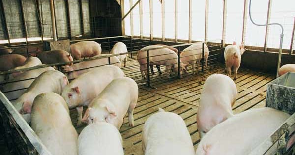 Retared Pigs Zeroing in on Female Retention Rates