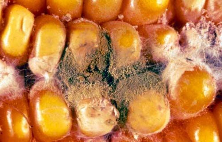 Michigan Finds Little Aflatoxin in Corn