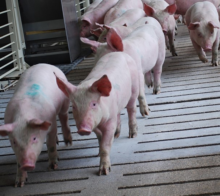 Midwest House members request more aid for U.S. pork producers