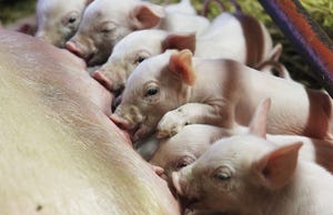 3 essential things to build solid immunity for piglets