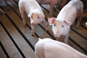 USDA Hogs and Pigs Report pencils close to expectations