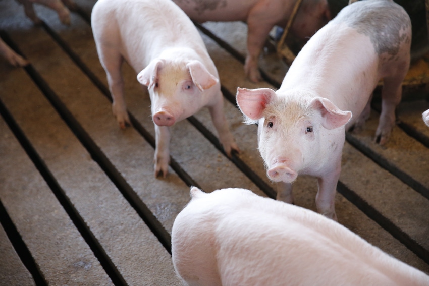 USDA Hogs and Pigs Report pencils close to expectations USDA Hogs and Pigs Report pencils close to expectations
