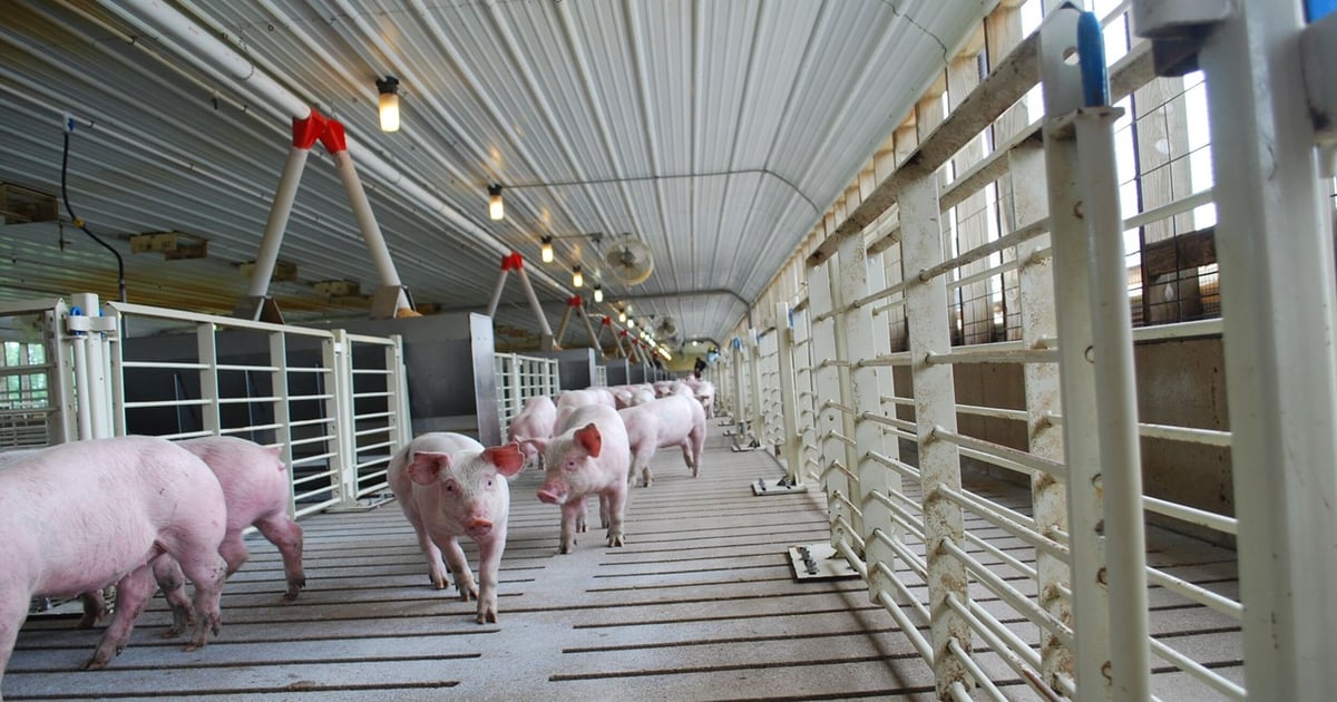 Step-by-step checklist for welcoming wean pigs