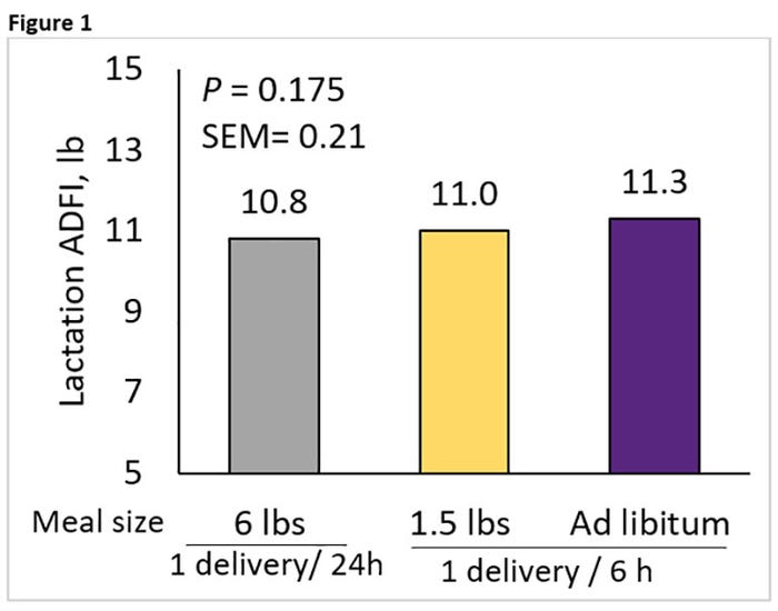 Figure 1: Feed intake during the lactation period when sows were fed ad libitum