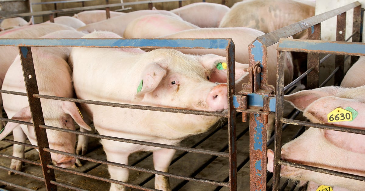 Intradermal vaccine adds new tool to the sow farm.
