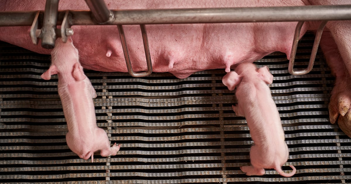 A focus on sow productivity: Part 1 of 3