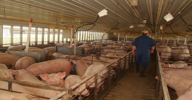 Hog Inventories Advance Slightly