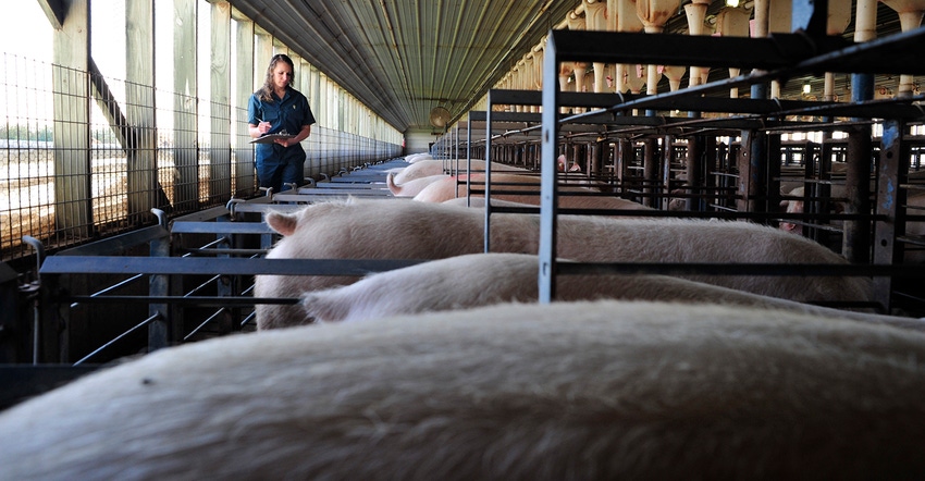 Acclimating gilts to stalls