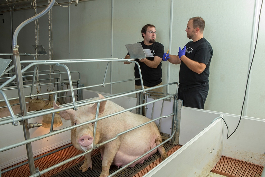 CSU looking for sow farm caretakers to interview about euthanasia