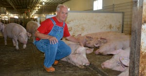 Tom Parsons kneels beside hogs inside PennVet’s swine research center