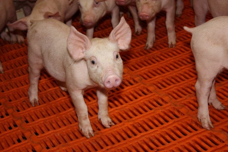 Scientists Identify Pigs with Reduced Susceptibility to PRRS