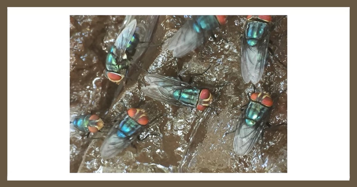 Miller: New World screwworm detection in Coahuila serious wake-up call