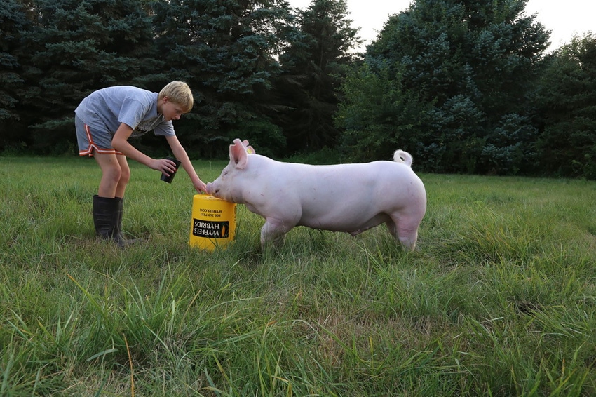 Three ways pig farming positively impacts the state of Iowa