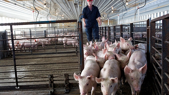 Focus on pig health and performance unites industry