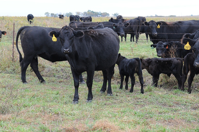 Clean, fly-free cattle sites increase production