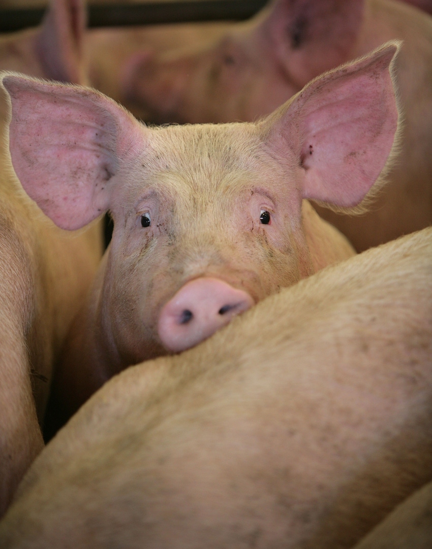 Data show U.K. pig farmers cut antibiotic use in half
