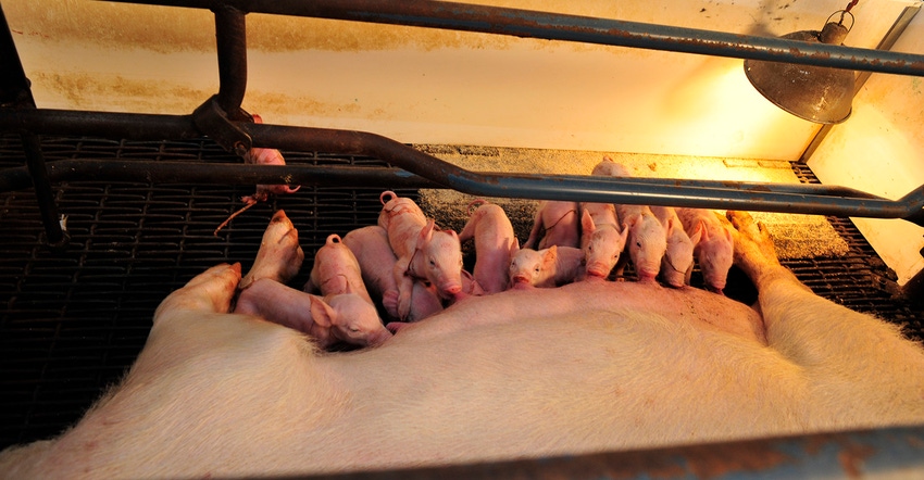Piglets nursing on a sow in a pen with a heat lamp