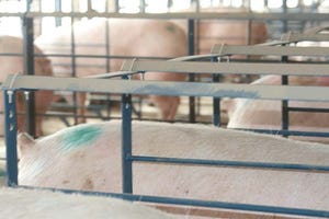 Expansion: It’s all about the sows