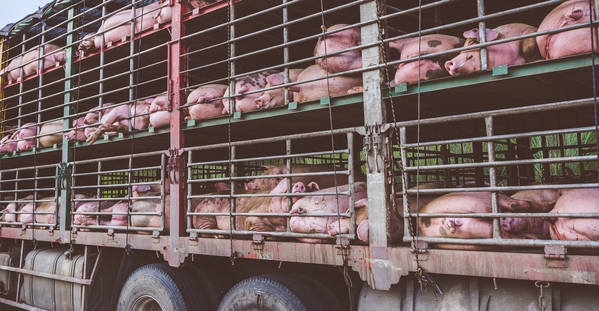 Market hogs on a truck in China 