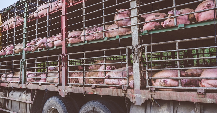 Market hogs on a truck in China Market hogs on a truck in China