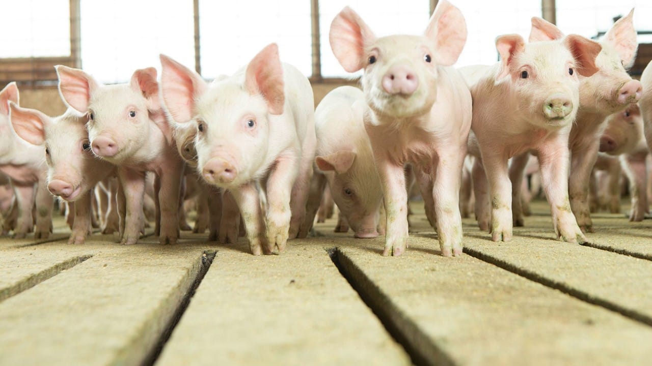Pigs bridge gaps in influenza research and vaccine development NPB Young Pigs Bright