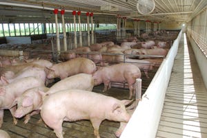 Swine disease radar is getting cluttered