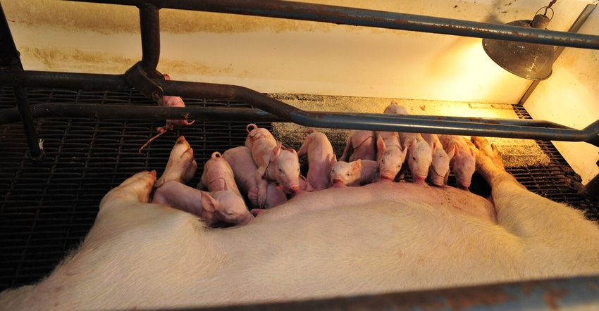 Sow nursing a large litter of piglets