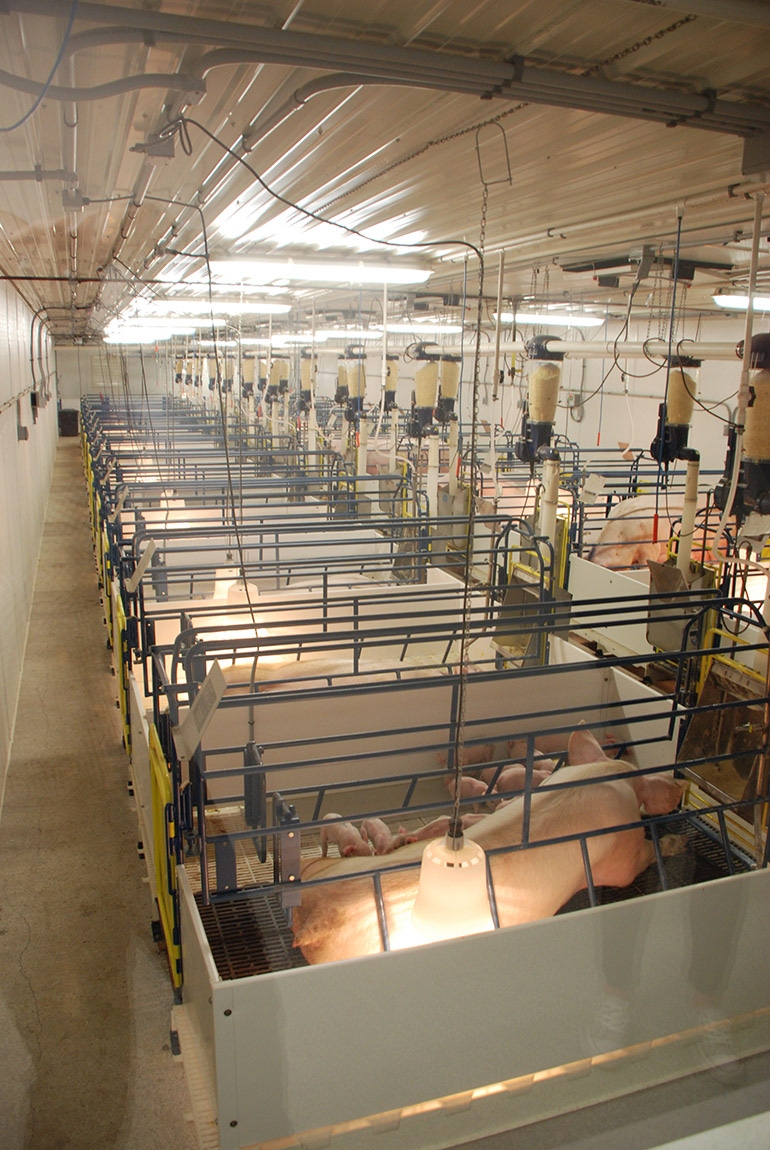 SDSU, industry welcomes new swine facility