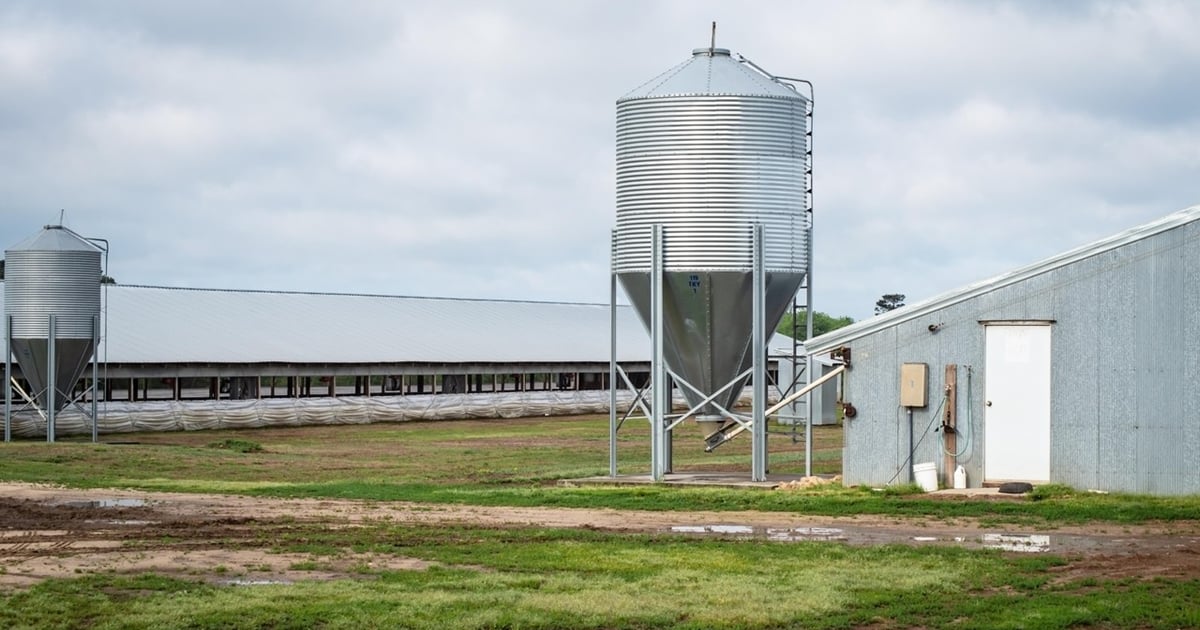 Machine Prv Case PRV case highlights U.S. swine industry's rapid disease response