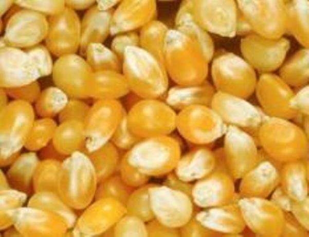 Falling Consumption Stabilizes Corn Prices