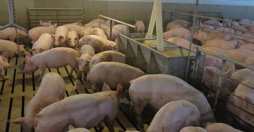 Finishing hogs eating in a pen Finishing hogs eating in a pen