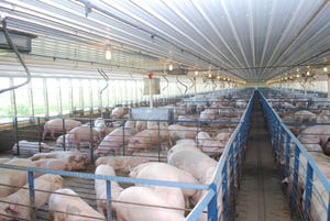 United States hog inventory up 4%