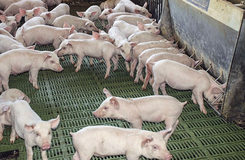 Does it pay to feed oils or fats to nursery pigs?