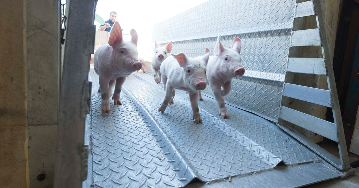 Four producers appointed to National Pork Board