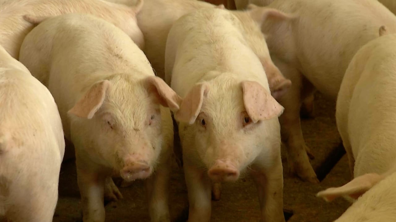 This Week in Agribusiness, June 6, 2026 twia 06062026