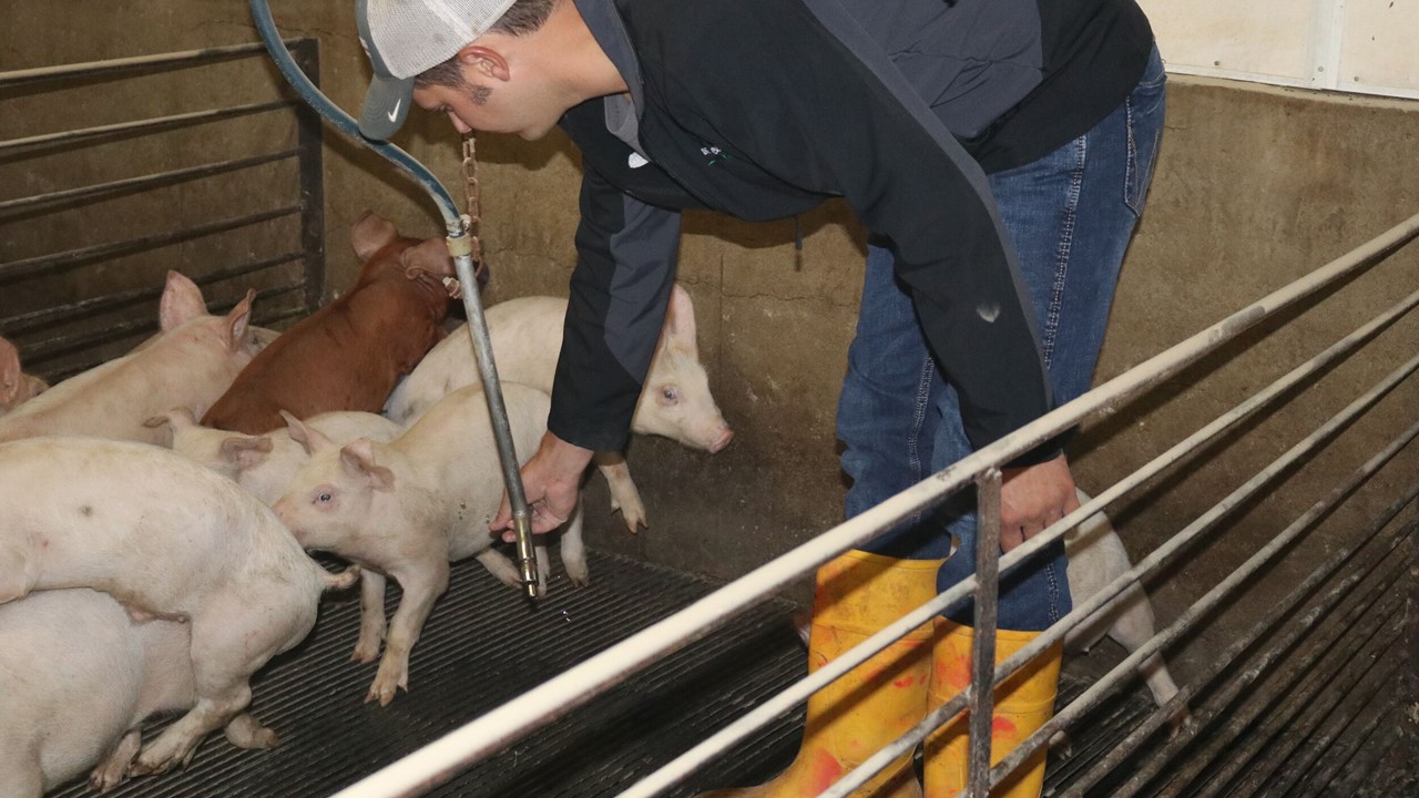 Light at the end of the tunnel? Opportunity for pork producers in 2025