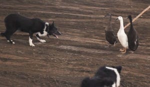 This Week in Agribusiness - Cattle dog herding ducks
