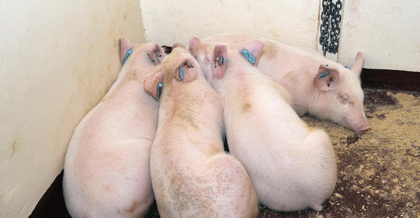 African Swine Fever and you: What’s up with that?