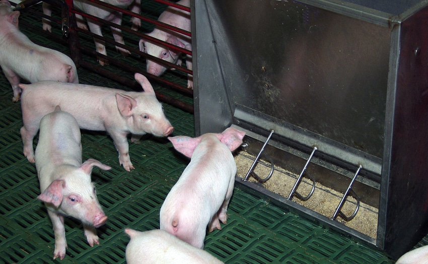 Effect of added calcium carbonate, benzoic acid on weanling pigs