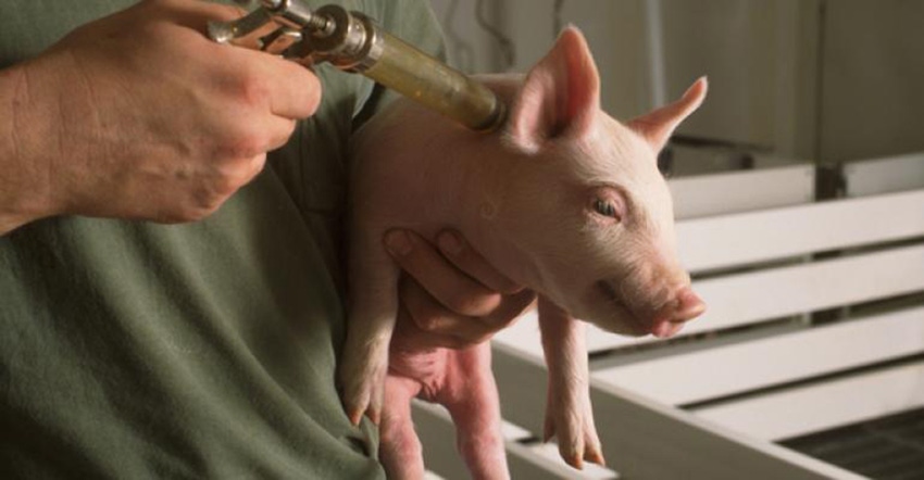 Each farm needs right vaccination program for pigs and profits