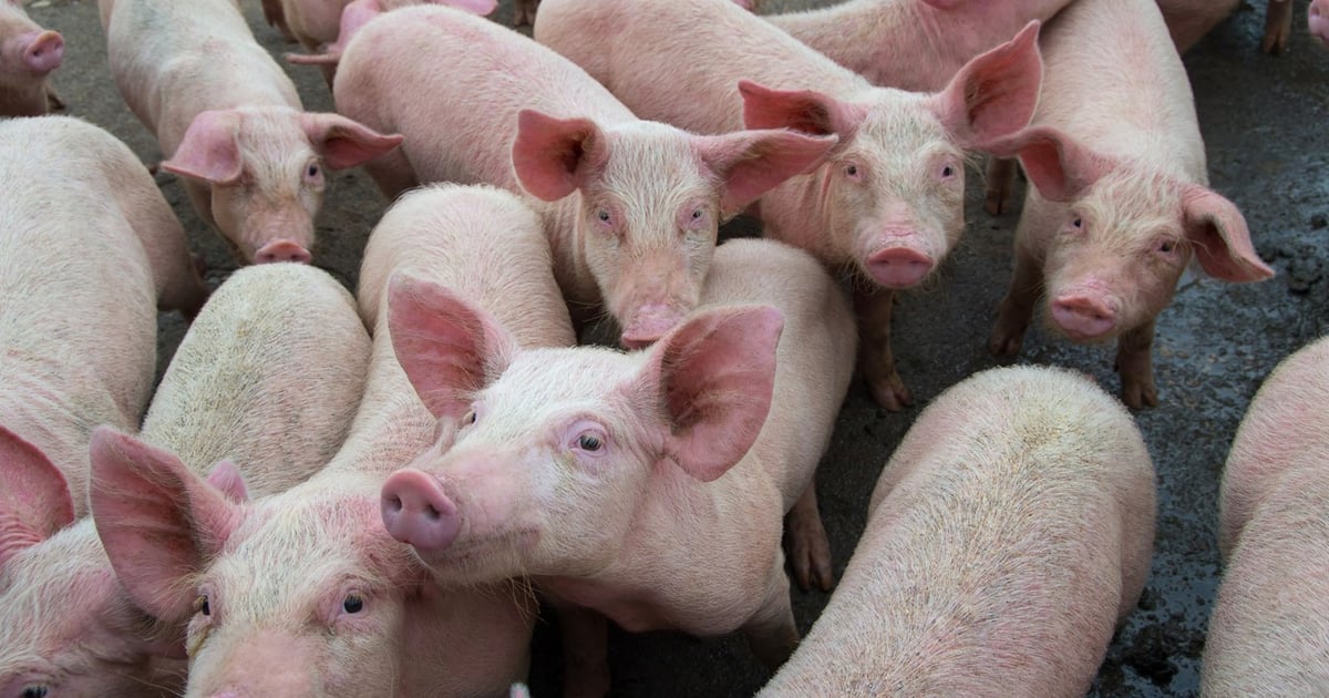 EU Livestock Strategy targets global competitiveness