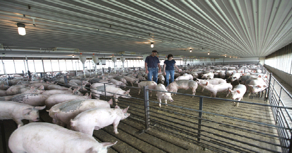 Manure digester means Nebraska farm is powered by pigs