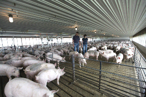 Manure digester means Nebraska farm is powered by pigs
