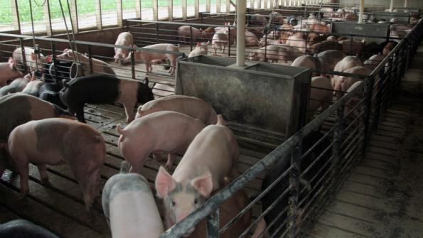 Trade Barriers Threaten Pork’s Future