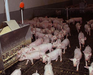 Retail pork prices strong; relief expected in fall