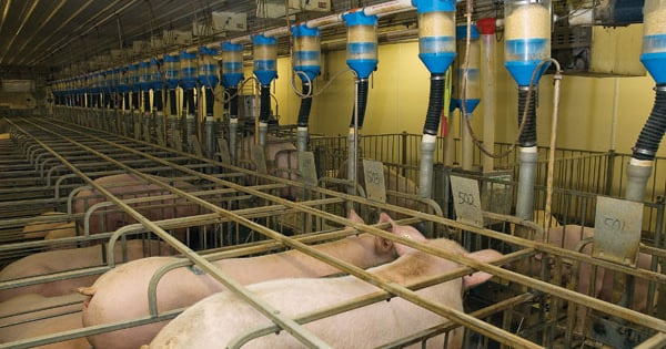 Packing Hogs Impact of new hog packing plants almost impossible to predict