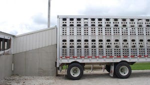 Just enough hog slaughter capacity?