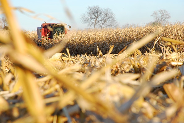 USDA projects corn, bean crops to be down