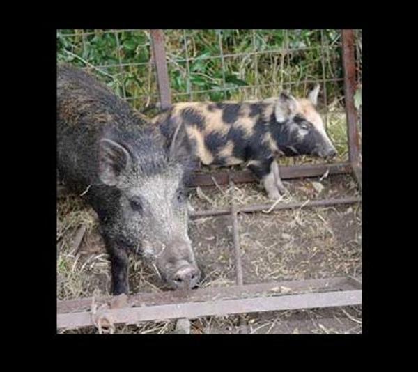 Pseudorabies Still Found in Feral Swine